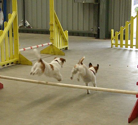 Our second day at Agility/Jumping Training- at Mudgee Dog-a-cise