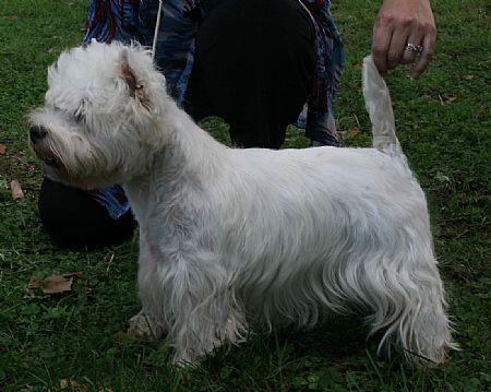 dogzonline west highland terrier