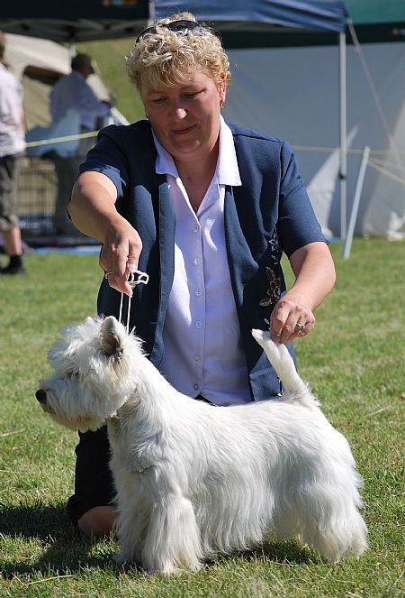 dogzonline west highland terrier