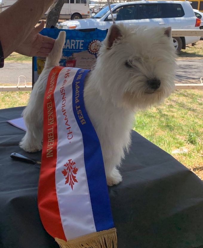 dogzonline west highland terrier