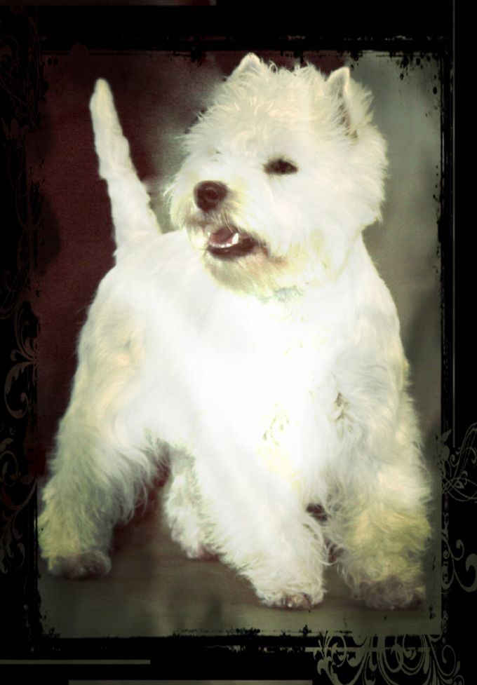 dogzonline west highland terrier