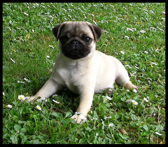 show me pictures of pugs chopsticks pugs nz show me pictures of pugs chopsticks pugs nz
