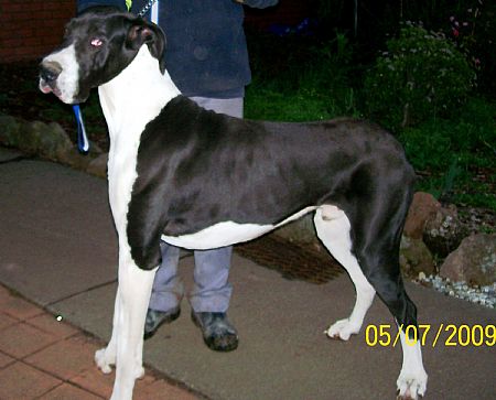 Prince he is to sire pups later this year 