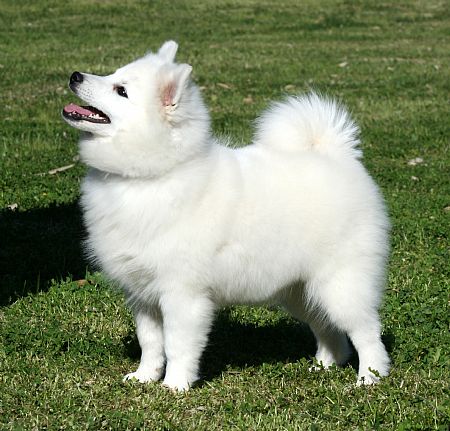 groomed japanese spitz