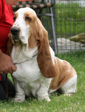 Hounds All I Want Is You True To Me Hounds All I Want Is You True To Me