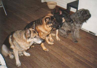 Sabre, Carson, Prince & Teisha