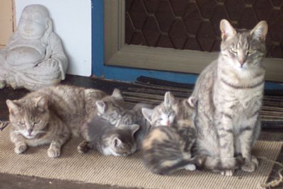 MOTHER CAT AND HER BABIES AND TIGER BOY