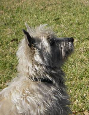 thurber