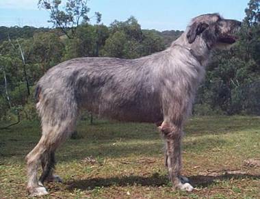 Ch Wulfgar Olympia