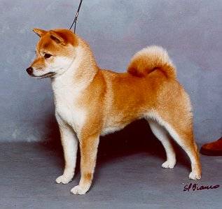 shiba inu au