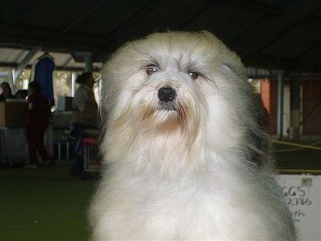 http://www.dogs.net.au/littleliondogs/images/extra_112.jpg