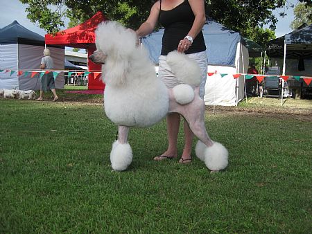 Leia at Tweed River Canine Club show.