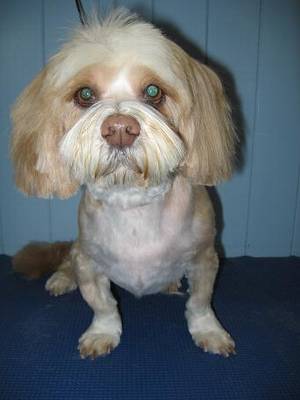 are dogs noses supposed to be lyngala lhasa apsos are dogs noses supposed to be lyngala lhasa apsos