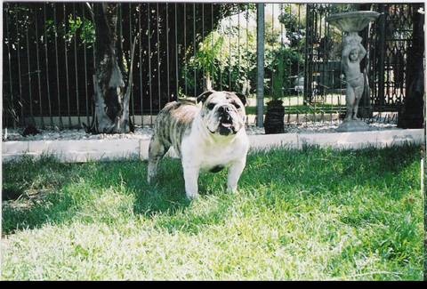 British bulldog best sale kennels