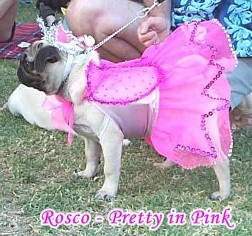 "I wouldnt look this good if my mum & dad didnt do their research, Im very a very lucky puggy princess!!!!"