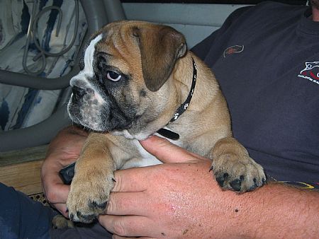 Narla