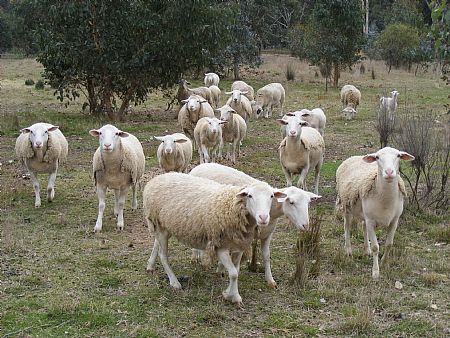 dorper sheep