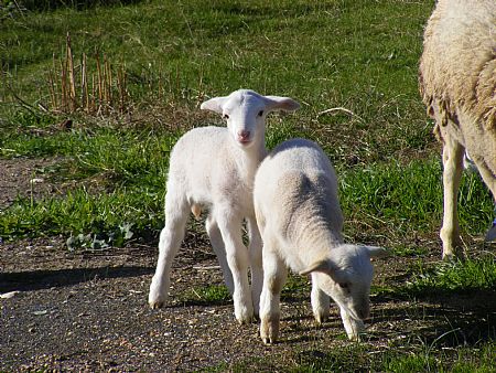 dorper lambs