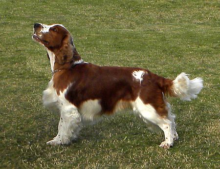 Gilmore