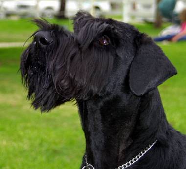 Giant online schnauzer kennels