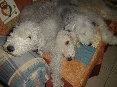 Blue, Liver and Blue & Tan girls taking it easy.