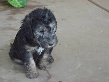Wurroit Wicked Wench, a blue and tan bitch puppy.
