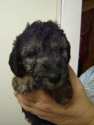 Blue & tan pup with starting to change coat