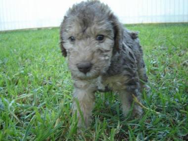 Wurroit Lucilla Miss, on the grass for the first time.