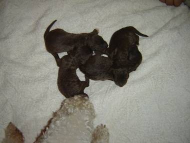 Di with a litter of liver pups around four days old.