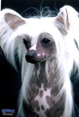 Hairless dog with hair on best sale head