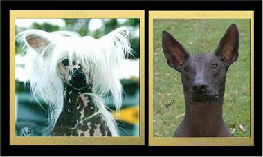 Chinese Crested & Peruvian Hairless Dogs