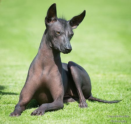 peruvian hairless dog breeders