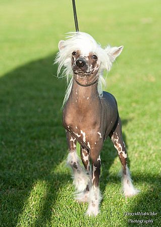 Dog with long hair on head online