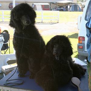 Louis and wild Child ready to show.