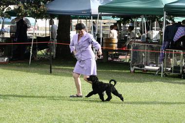 Wild Child strutting her stuff at Kyogle show - she was very happy in teh ring.