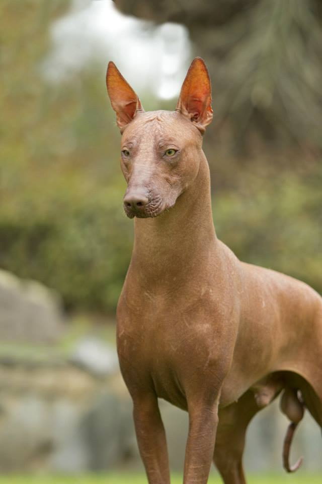 peruvian hairless dog breeders