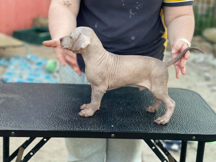Hairless boy